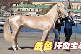 7个颜值超高的马种视频封面