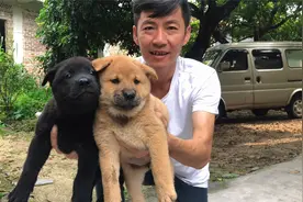 到山村的大叔家选狗，挑的小黑狗和小黄狗性格都不错，带回家了视频封面