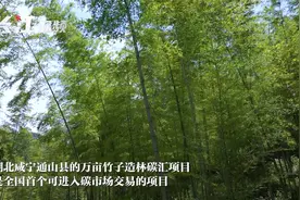 竹林里的碳交易：湖北一农民靠它7年赚了35万元视频封面