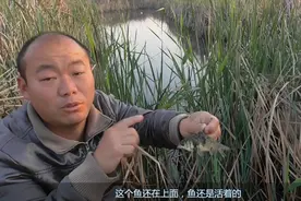 抓黑鱼新办法，傍晚下钩，第二天早上收黑鱼，看这个办法好不好用视频封面