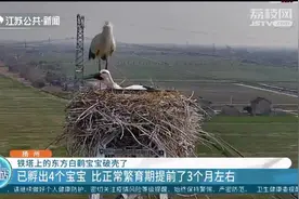 江苏首对“生娃”的东方白鹳夫妇！四只鸟宝宝高压铁塔上破壳而出视频封面