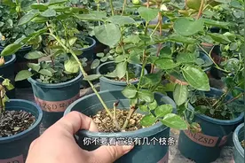 伊芙系列月季要想长得快，可以尝试这2个方法，冠幅形成更好视频封面