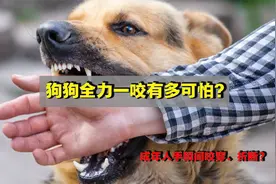 狗全力一咬会有多可怕？成年人的手臂，真可以瞬间咬穿、折断？