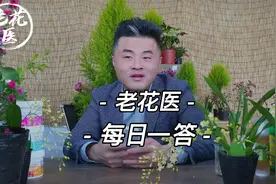 春羽叶子变黄怎么办？合欢树怎么修剪？每日一答