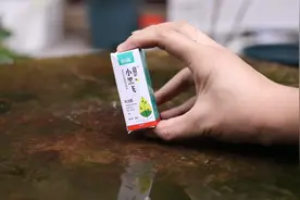 养花长了小黑飞怎么办？园艺师教你，用小黑飞专用药就能解决视频封面
