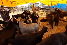 巴铁活羊交易黑山羊壮得如牛犊，街边贩卖太便宜比我们买鸡还简单视频封面