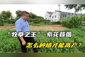 “牧草之王”紫花苜蓿，怎么种植才能高产？这几点你必须记住！视频封面