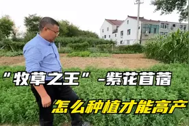 “牧草之王”紫花苜蓿，怎么种植才能高产？这几点你必须记住！视频封面