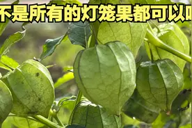 野外并不是所有的灯笼果都是“菇娘果”，不是所有的灯笼果都可吃视频封面