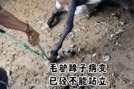 驴蹄一年多未修剪，内部病变走路一瘸一拐，师傅一刀切极致舒适