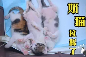 奶猫拉液态便，是正常的吗？新手家长要如何处理小猫拉稀呢？