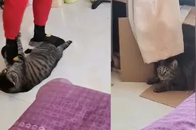 乐此不疲！猫咪跟主人玩耍找到乐趣，让主人不停地“送”自己回家视频封面