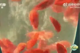 养生小知识：枸杞泡水的正确做法视频封面