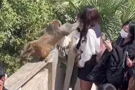 "女子喂猴被掌掴",景区回应:已提示游客禁止投喂,受伤可理赔