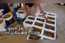 海南刘大脚给广东粉丝寄荔枝，打包方式简单，运输费蛮贵，心疼钱视频封面