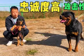 欣赏下这对罗威纳父子，四肢健壮头版大，忠诚度特高是护卫最佳犬视频封面