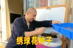 绣球花到底有没有种子？乔木绣球贝拉安娜的“种子”能不能发芽？视频封面