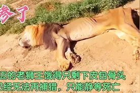 年迈的老狮王饿得只剩下皮包骨头，已经无法再捕猎，只能静等死亡视频封面