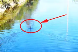 蛇颈龙重现？镜头一拉进，才知道河中是何物！视频封面