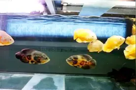 晚上喂地图鱼，不知道能不能长快点，老家的鱼缸，给大家看一下视频封面