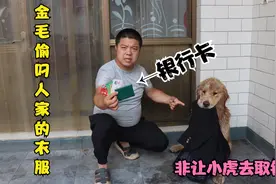 金毛趁人家洗澡把衣服叼走了，说兜里有卡非让小虎去取钱，真可恶视频封面