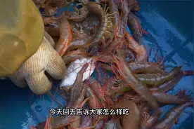 野生海虾好吃的关键在这里，不水煮不油炸，不放油盐也能如此美味