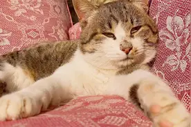 邻居家的小脏猫又来我家蹭吃蹭喝，跟个大爷一样，如何把它劝走？视频封面