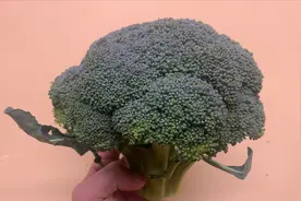 西兰花千万别直接水洗，等于吃虫卵，教你正确做法，脏东西都跑光
