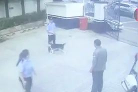 变聪明？哈士奇贪玩跑丢了，一周后自己跑到派出所附近“求助”视频封面