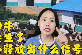 母牛临产前有什么征兆？这样能一眼辨别，不懂的养殖户看过来！视频封面