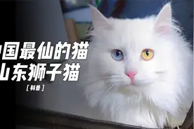 田园猫颜值扛把子，山东临清狮子猫视频封面