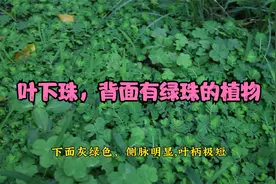 叶下珠又名珍珠草、十字珍珠 清热利尿，明目视频封面