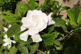 观赏价值高的“栀子花”，原来对人有这么多的好处，一起了解下视频封面