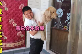 小虎测试金毛转圈会不会晕，结果把他自己转晕了，为啥狗不会晕？视频封面