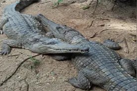动物：鳄鱼求偶、交配、产蛋、孵化蛋的全过程，镜头记录整个过程视频封面