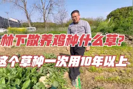 散养鸡种什么牧草？鲁梅克斯种一次能用10年以上，耐践踏，营养好视频封面