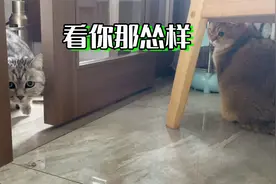 嚣张老猫总欺负小猫，小猫被逼疯暴揍老猫，吓得老猫灰溜溜绕道走