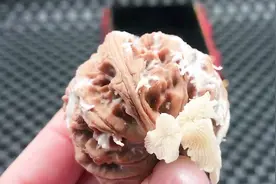 文玩核桃发霉长蘑菇了还可以玩吗？视频封面