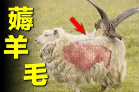 鸟儿筑巢，演绎什么叫“薅羊毛”！一个鸟巢就这样建成，羊：疼！视频封面