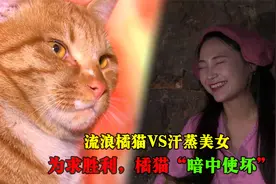 橘猫“暗中使坏”赢下比赛，获得蹭暖房资格，还让老板业绩翻一翻视频封面