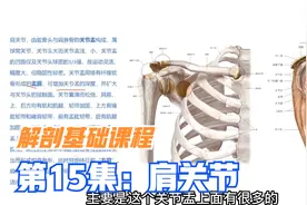 肩关节精细解剖讲解，以及方肩，扛肩，肩膀脱位原因机制，纯干货视频封面
