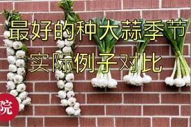 实测对比：秋种还是春种大蒜？剪蒜苗后的大蒜是否还会结蒜头？视频封面