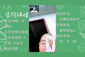 羊发烧，打过针后体温低低怎么办？畜牧堂医师在线诊疗。视频封面