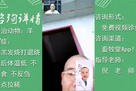羊发烧，打过针后体温低低怎么办？畜牧堂医师在线诊疗。视频封面