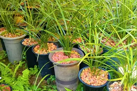 兰花老苗出现退草了该怎么办？按照这3个步骤操作就行，非常简单视频封面