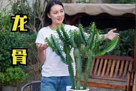 这种植物浑身是刺，长得比人高，家庭养护摆对位置很重要视频封面