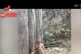 【新闻热搜】福建龙岩：4棵数百年红豆杉被砍断树皮 已开始干枯视频封面