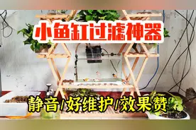 小鱼缸过滤懒人神器，静音、好维护、效果赞，我从初中用到中年视频封面