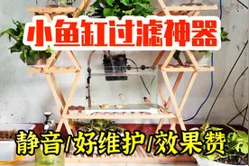 小鱼缸过滤懒人神器，静音、好维护、效果赞，我从初中用到中年视频封面
