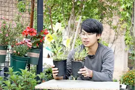 这种花卉开花像薰衣草一样梦幻，植株直立不倒伏，做成花海更漂亮视频封面